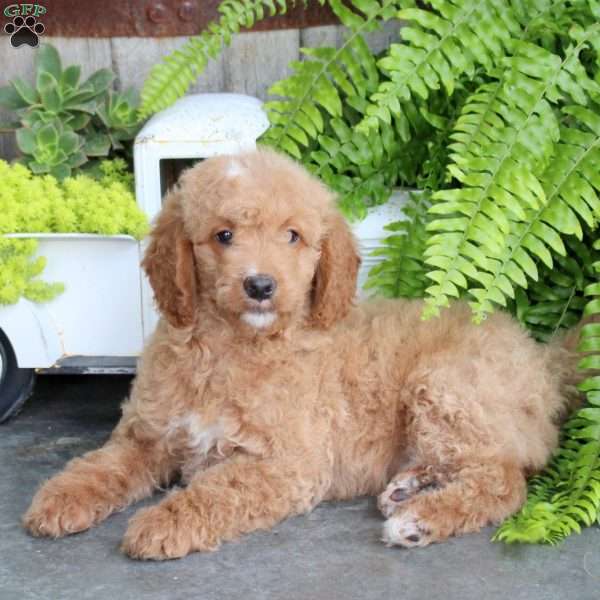Ethan, Mini Goldendoodle Puppy