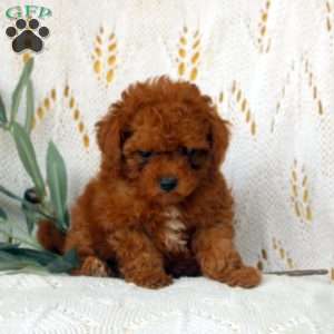Ethan, Miniature Poodle Puppy