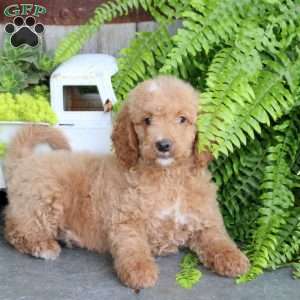 Ethan, Mini Goldendoodle Puppy