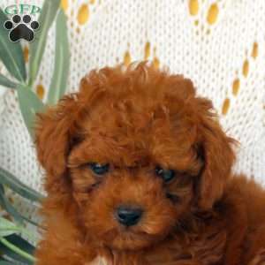 Ethan, Miniature Poodle Puppy