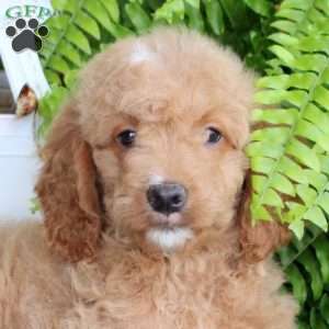 Ethan, Mini Goldendoodle Puppy