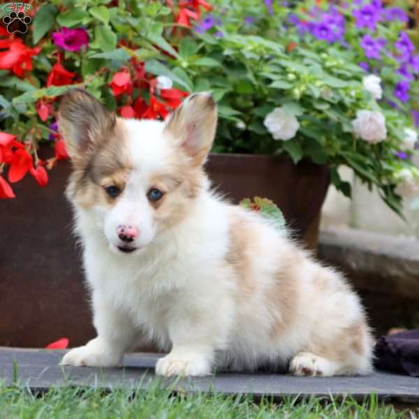 Ethan – Longhaired, Pembroke Welsh Corgi Puppy