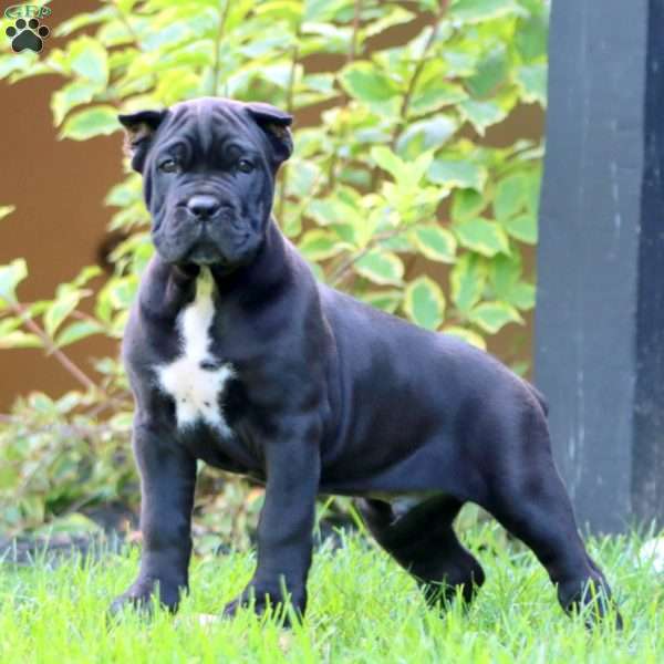 Ethan, Cane Corso Puppy