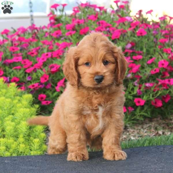 Ethan, Cockapoo Puppy