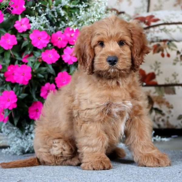 Ethan, Cockapoo Puppy