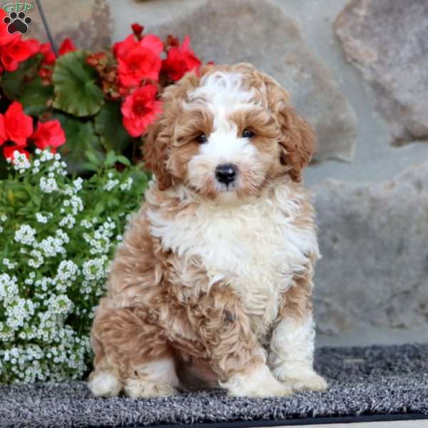Ethan, Mini Labradoodle Puppy