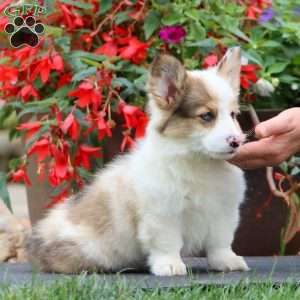 Ethan – Longhaired, Pembroke Welsh Corgi Puppy