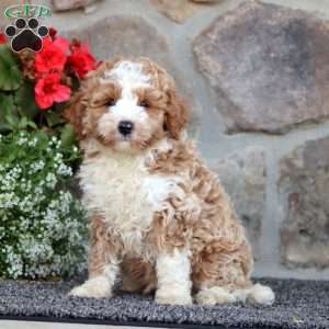 Ethan, Mini Labradoodle Puppy