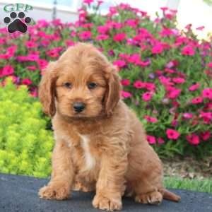 Ethan, Cockapoo Puppy