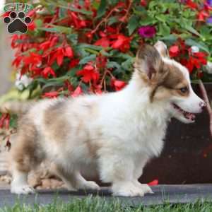 Ethan – Longhaired, Pembroke Welsh Corgi Puppy