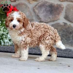 Ethan, Mini Labradoodle Puppy