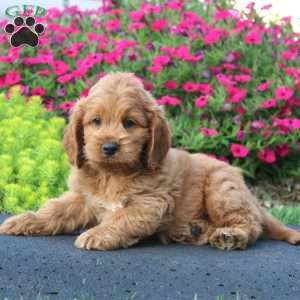 Ethan, Cockapoo Puppy