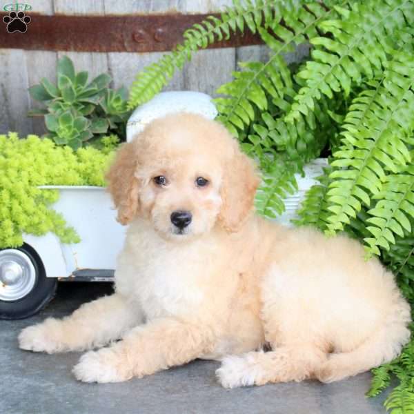 Etta, Mini Goldendoodle Puppy