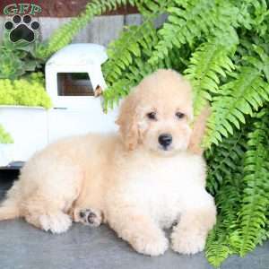 Etta, Mini Goldendoodle Puppy