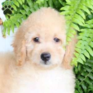 Etta, Mini Goldendoodle Puppy