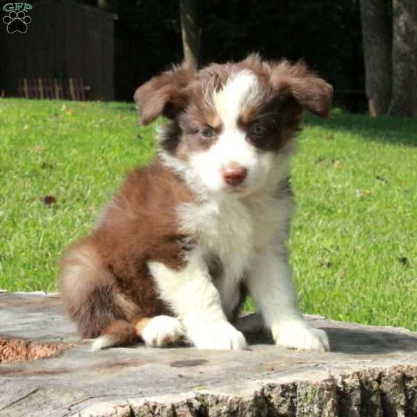 Eva, Australian Shepherd Puppy