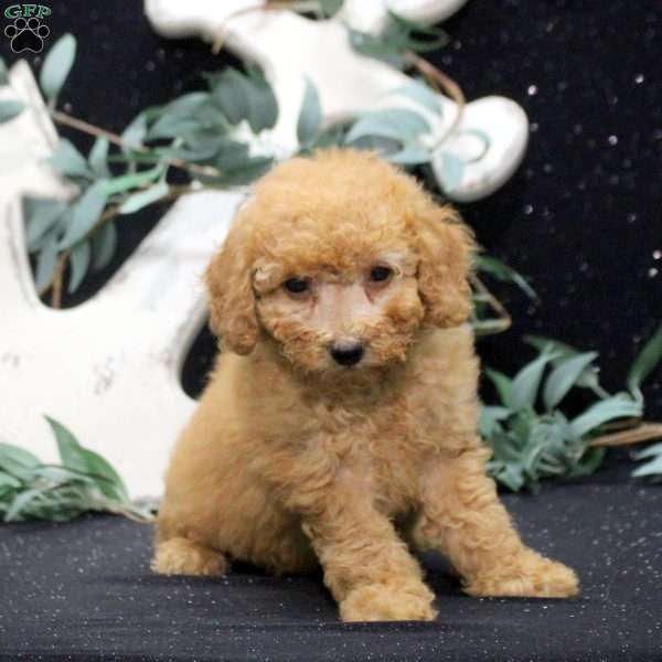 Eva, Miniature Poodle Puppy