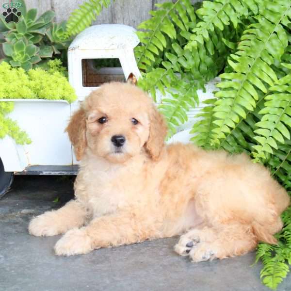 Eva, Mini Goldendoodle Puppy