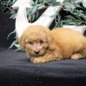 Eva, Miniature Poodle Puppy
