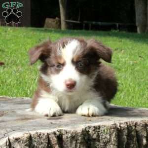 Eva, Australian Shepherd Puppy