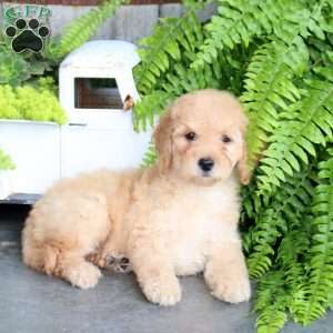 Eva, Mini Goldendoodle Puppy