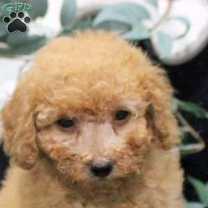 Eva, Miniature Poodle Puppy