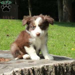 Eva, Australian Shepherd Puppy