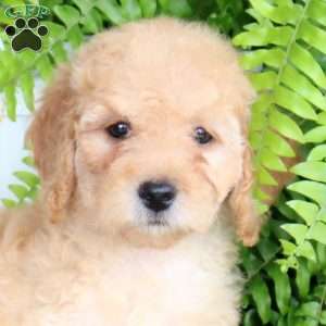 Eva, Mini Goldendoodle Puppy