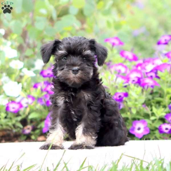 Eva, Miniature Schnauzer Puppy