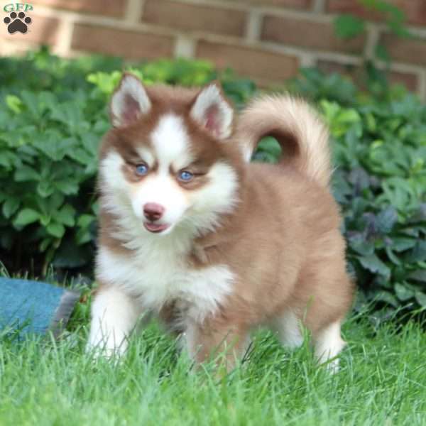 Eva, Pomsky Puppy