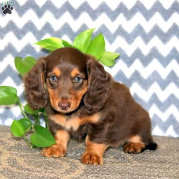 Eva, Dachshund Puppy