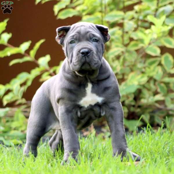 Eva, Cane Corso Puppy