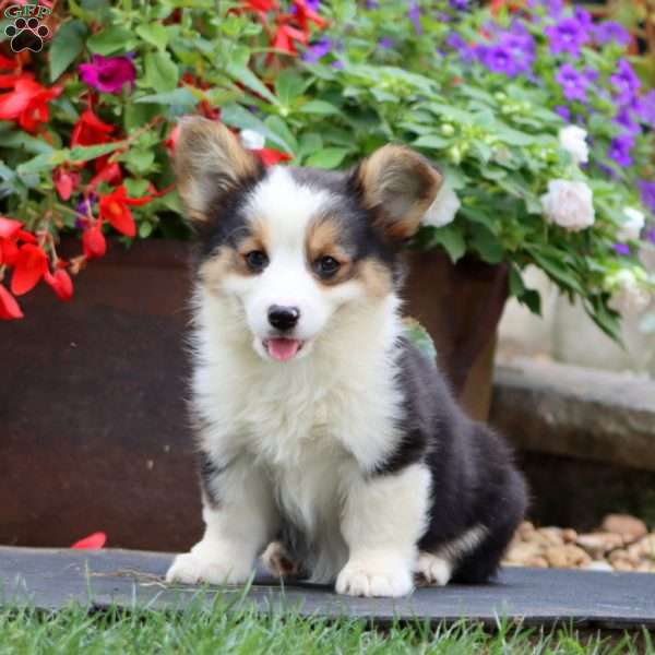 Eva, Pembroke Welsh Corgi Puppy
