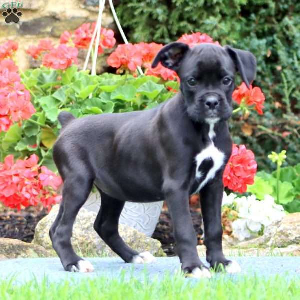 Eva, Boxer Puppy