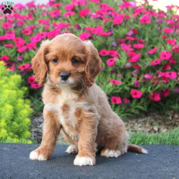 Eva, Cockapoo Puppy