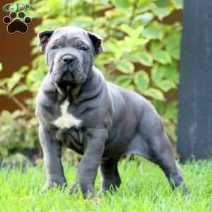Eva, Cane Corso Puppy