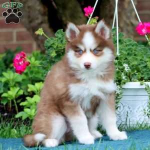 Eva, Pomsky Puppy