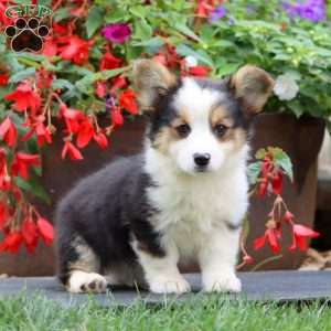 Eva, Pembroke Welsh Corgi Puppy