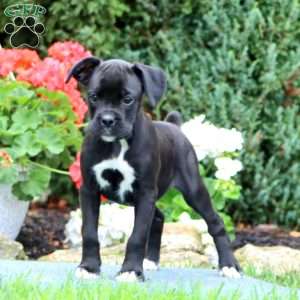 Eva, Boxer Puppy