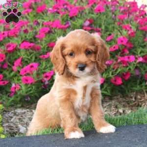 Eva, Cockapoo Puppy
