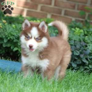 Eva, Pomsky Puppy