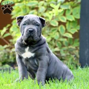 Eva, Cane Corso Puppy