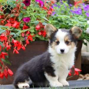 Eva, Pembroke Welsh Corgi Puppy