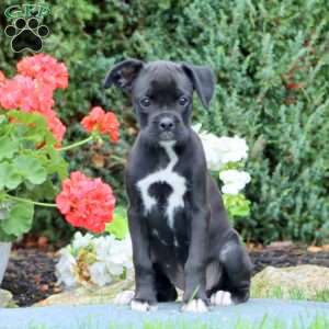Eva, Boxer Puppy