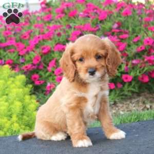 Eva, Cockapoo Puppy