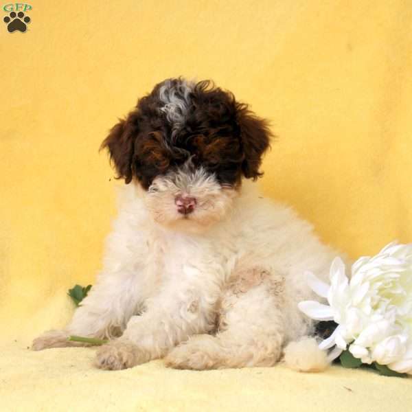 Evan, Miniature Poodle Puppy