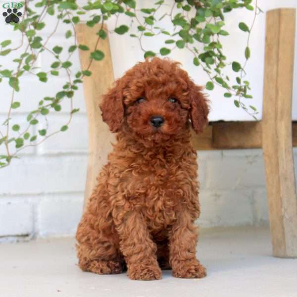 Evan, Miniature Poodle Puppy