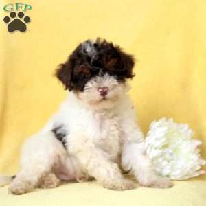 Evan, Miniature Poodle Puppy
