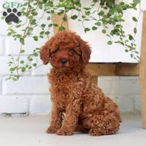 Evan, Miniature Poodle Puppy