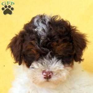 Evan, Miniature Poodle Puppy